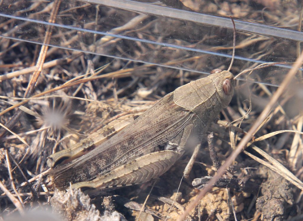 Acrididae 3
